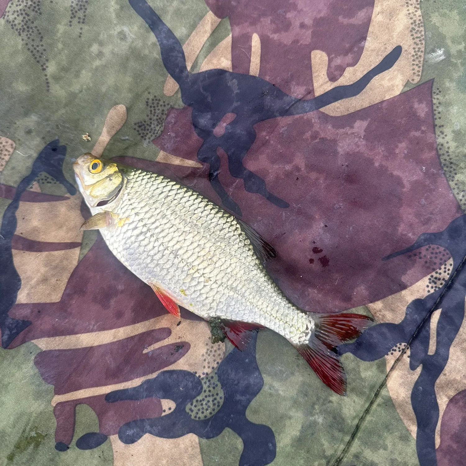 Common rudd caught on Fishbrain