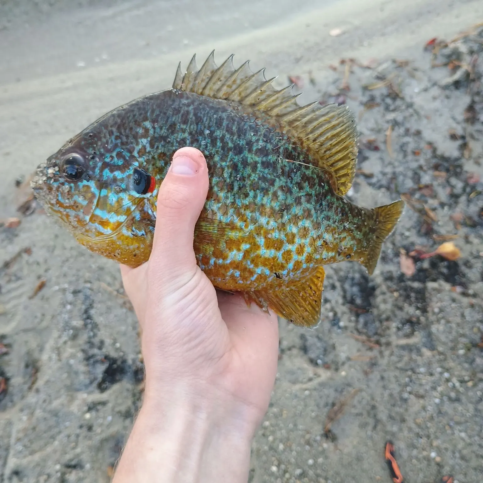 Pumpkinseed caught on Fishbrain