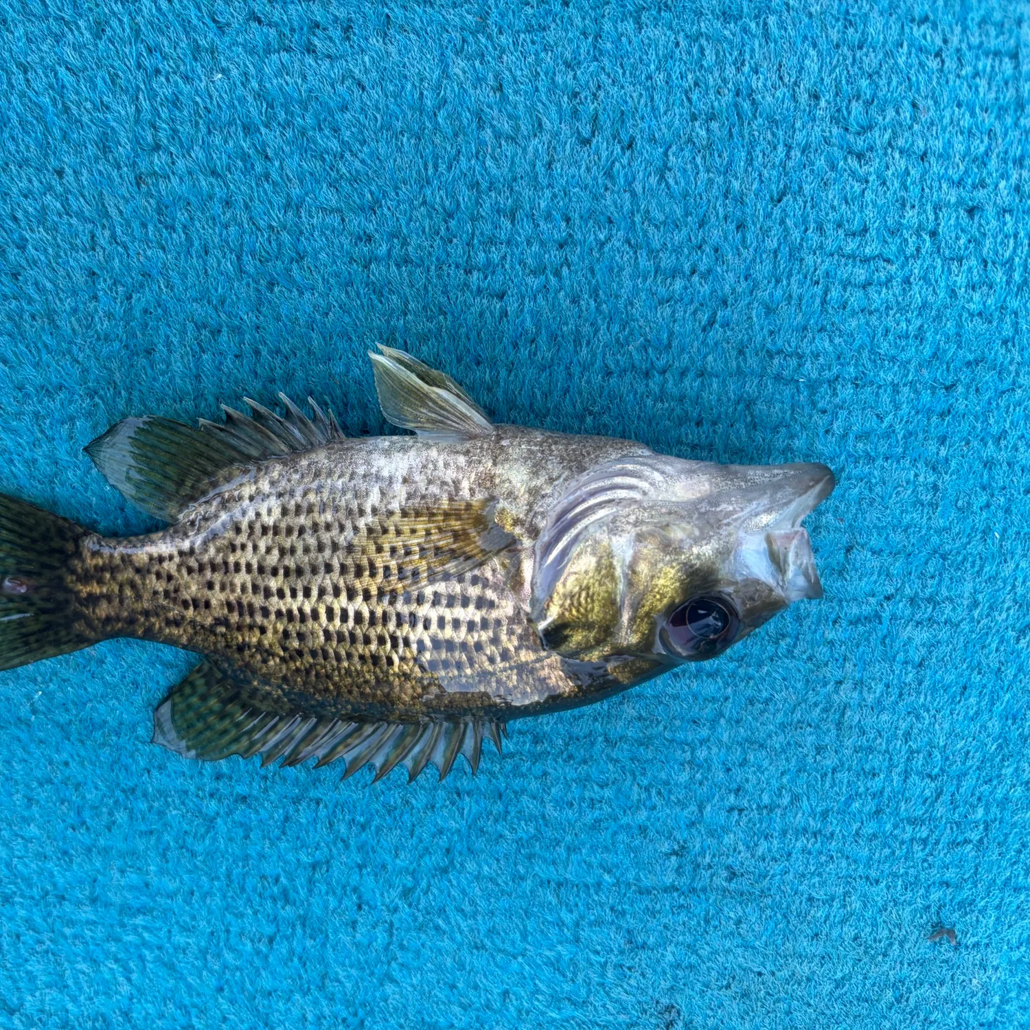 Rock bass caught on Fishbrain