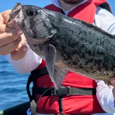 The most recent Blue rockfish catches on Fishbrain