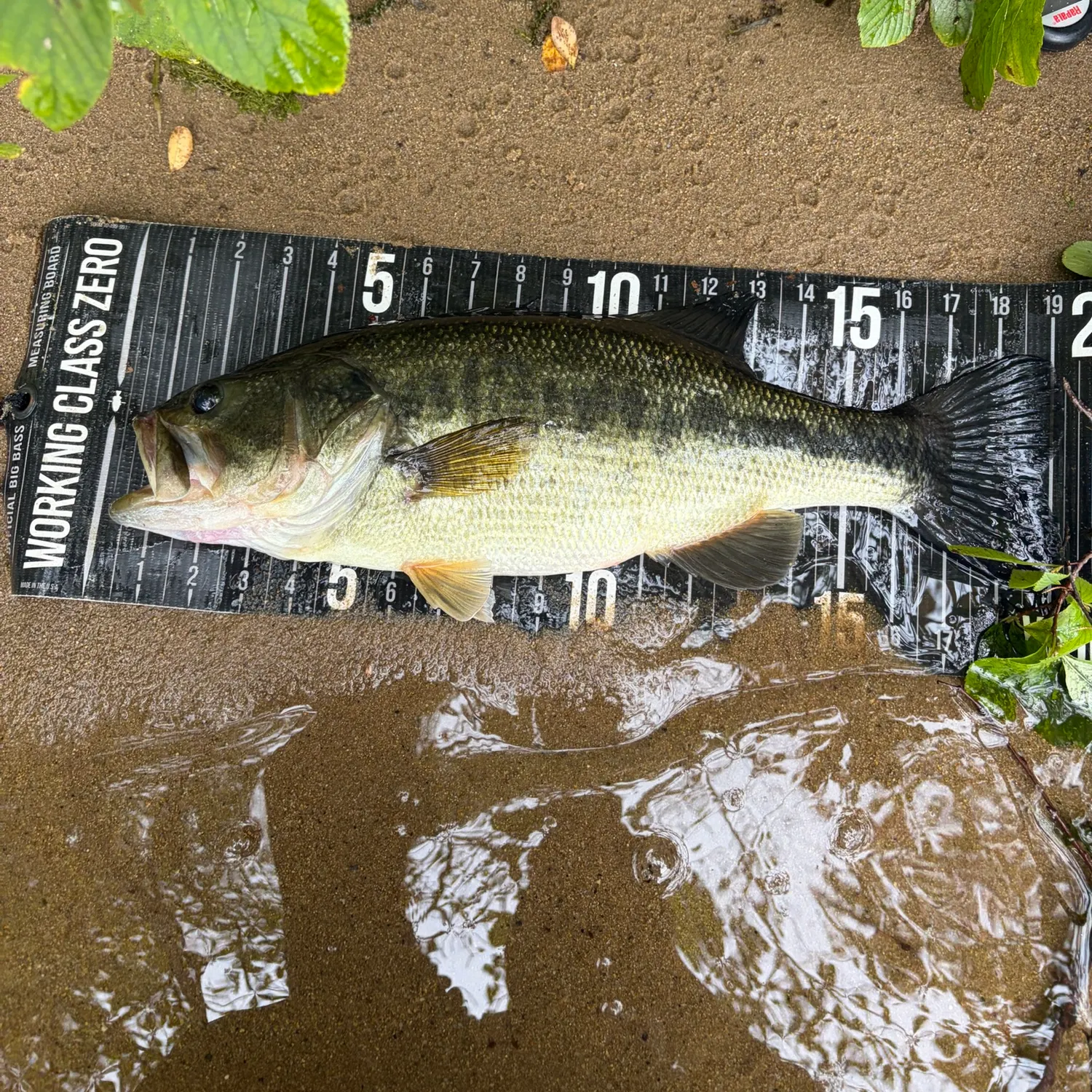 Largemouth bass caught on Fishbrain