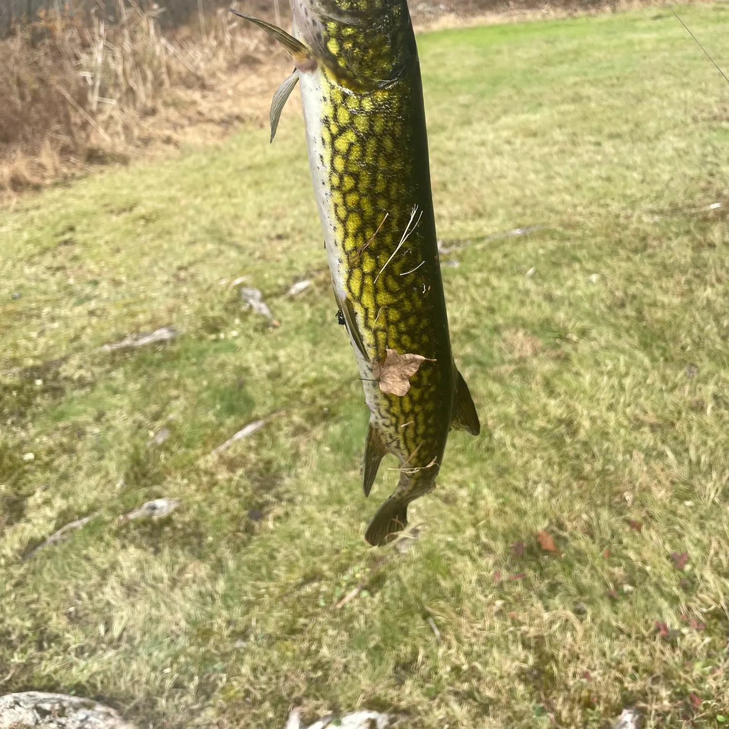 The most recent Chain pickerel catches on Fishbrain