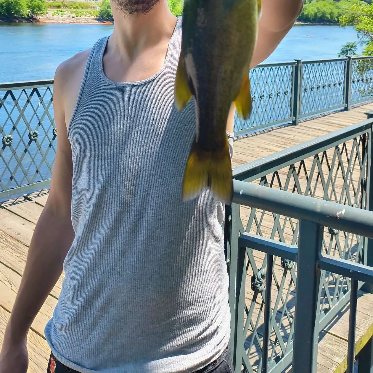 Smallmouth bass caught on Fishbrain