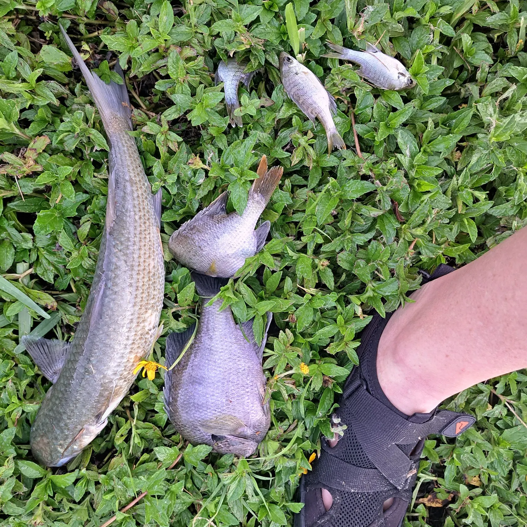 recently logged catches