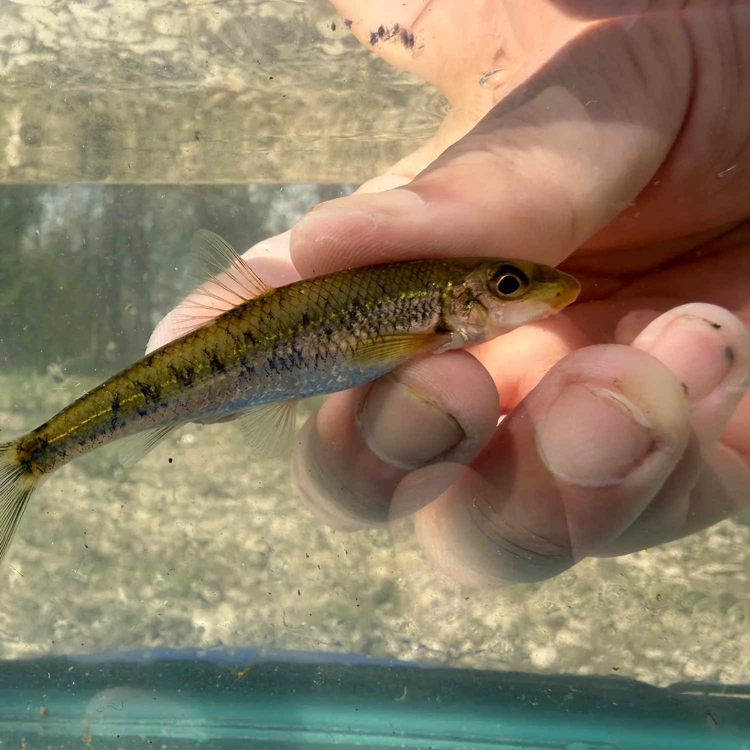 The most recent Gravel chub catches on Fishbrain