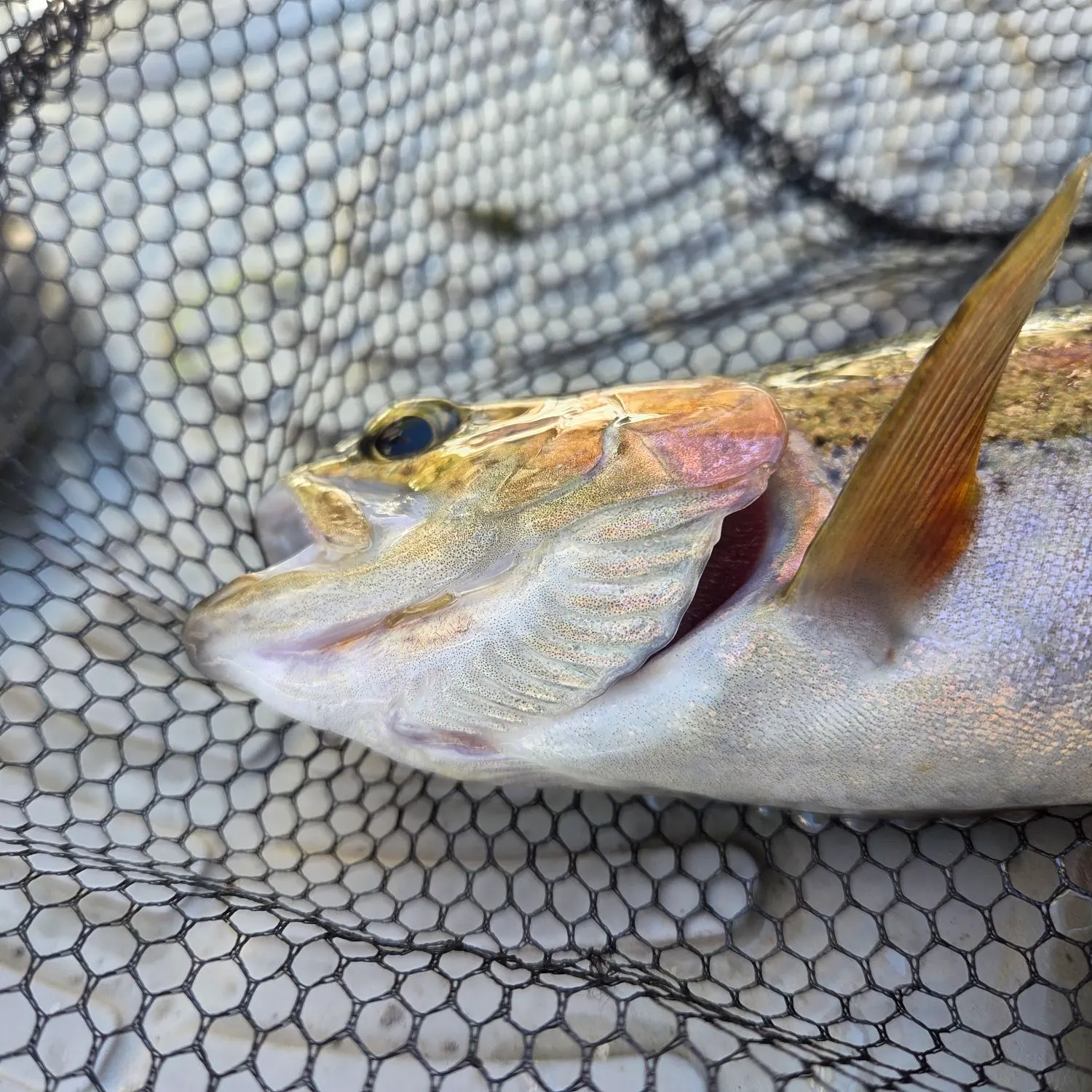 Cutbow caught on Fishbrain