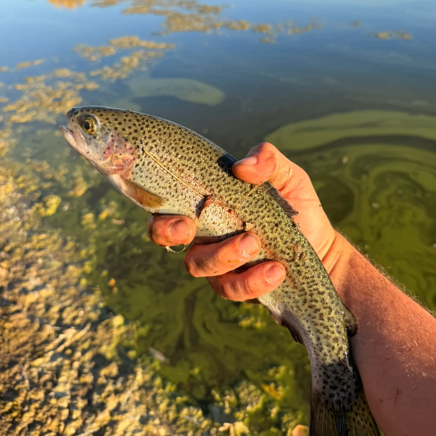 Rainbow trout caught on Fishbrain
