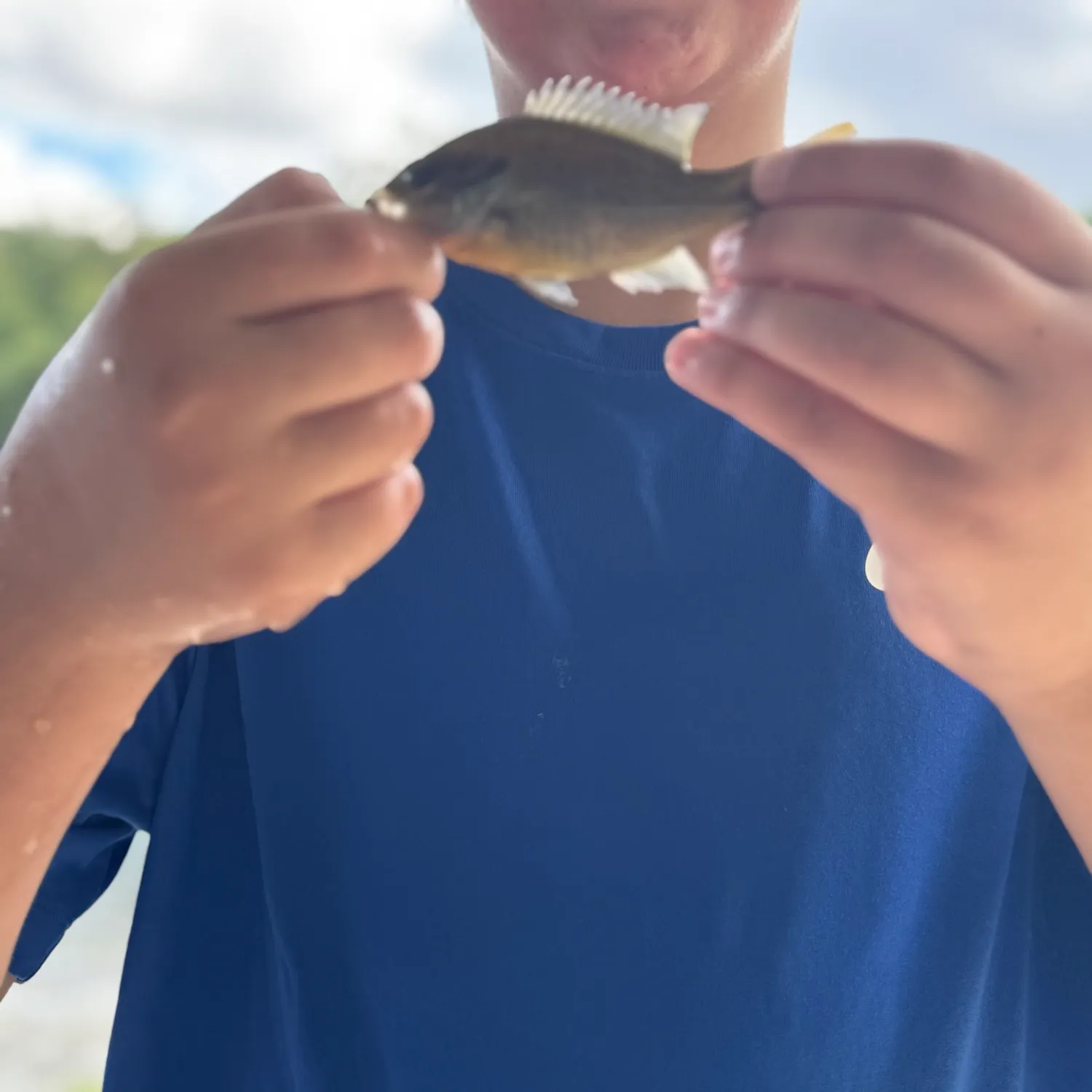 Bluegill caught on Fishbrain