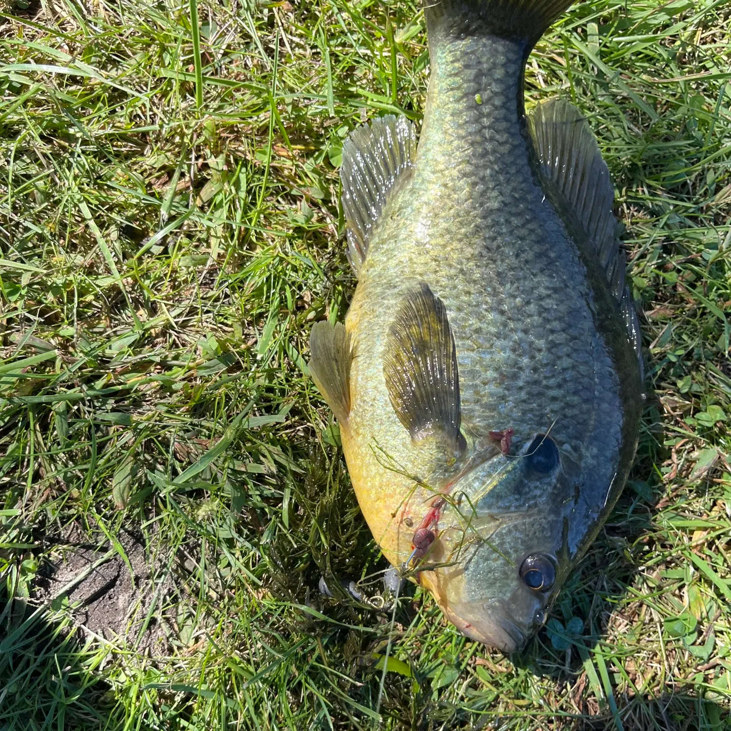 Bluegill caught on Fishbrain