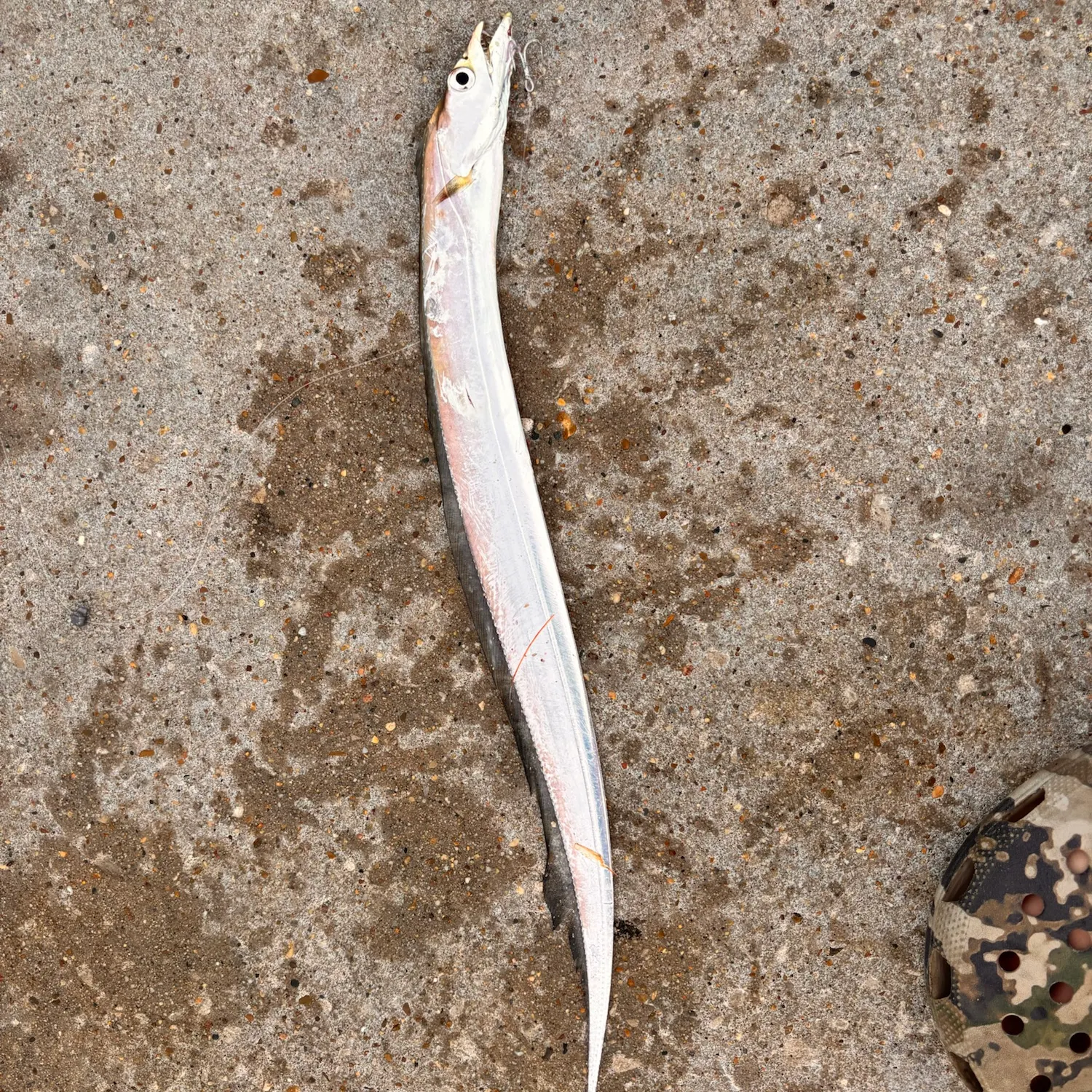The most recent Atlantic cutlassfish catches on Fishbrain