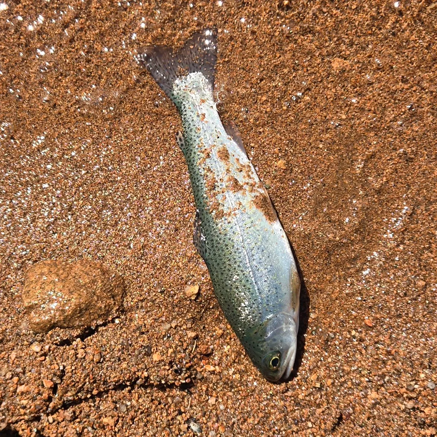 Kokanee salmon caught on Fishbrain