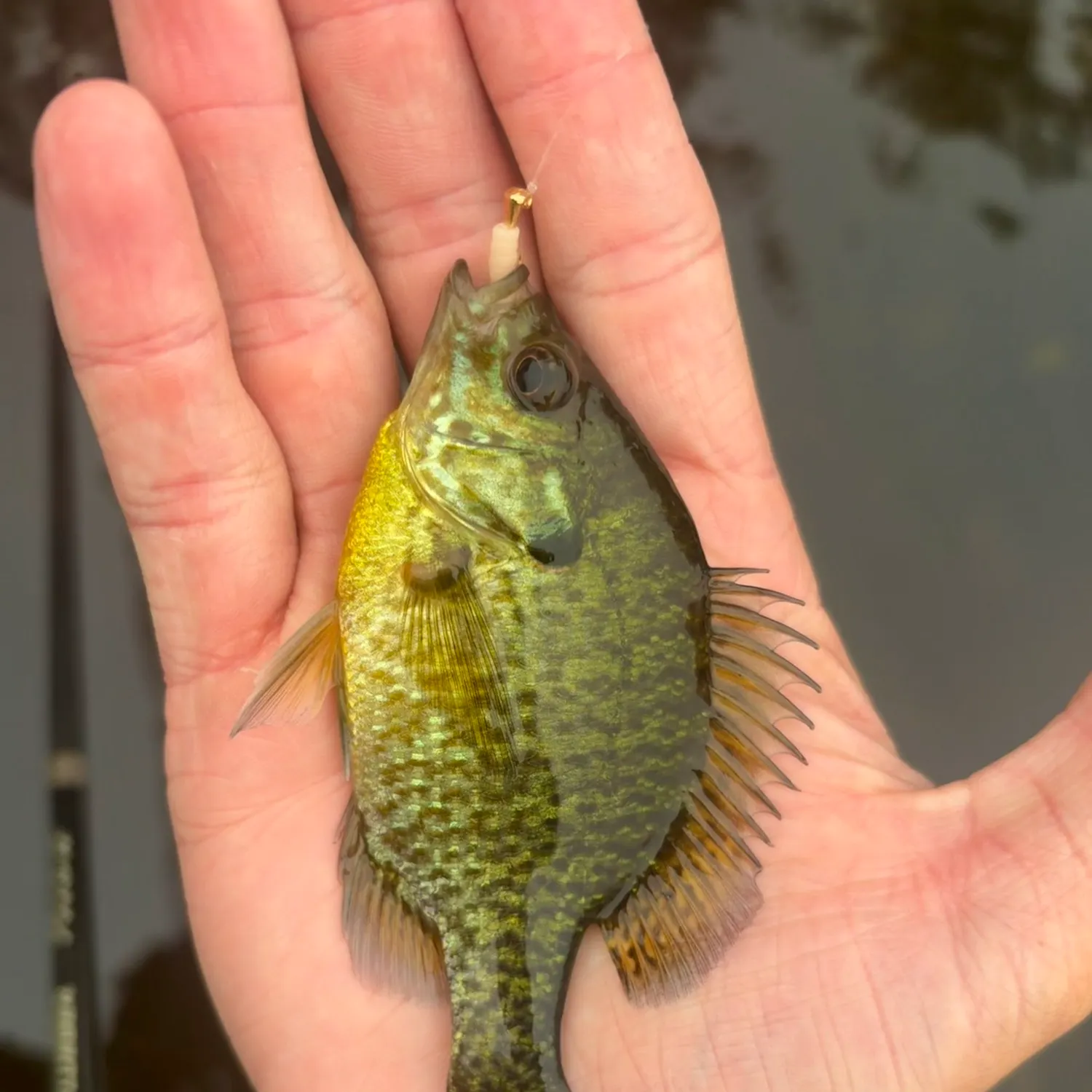 The most recent Pumpkingill hybrid catches on Fishbrain