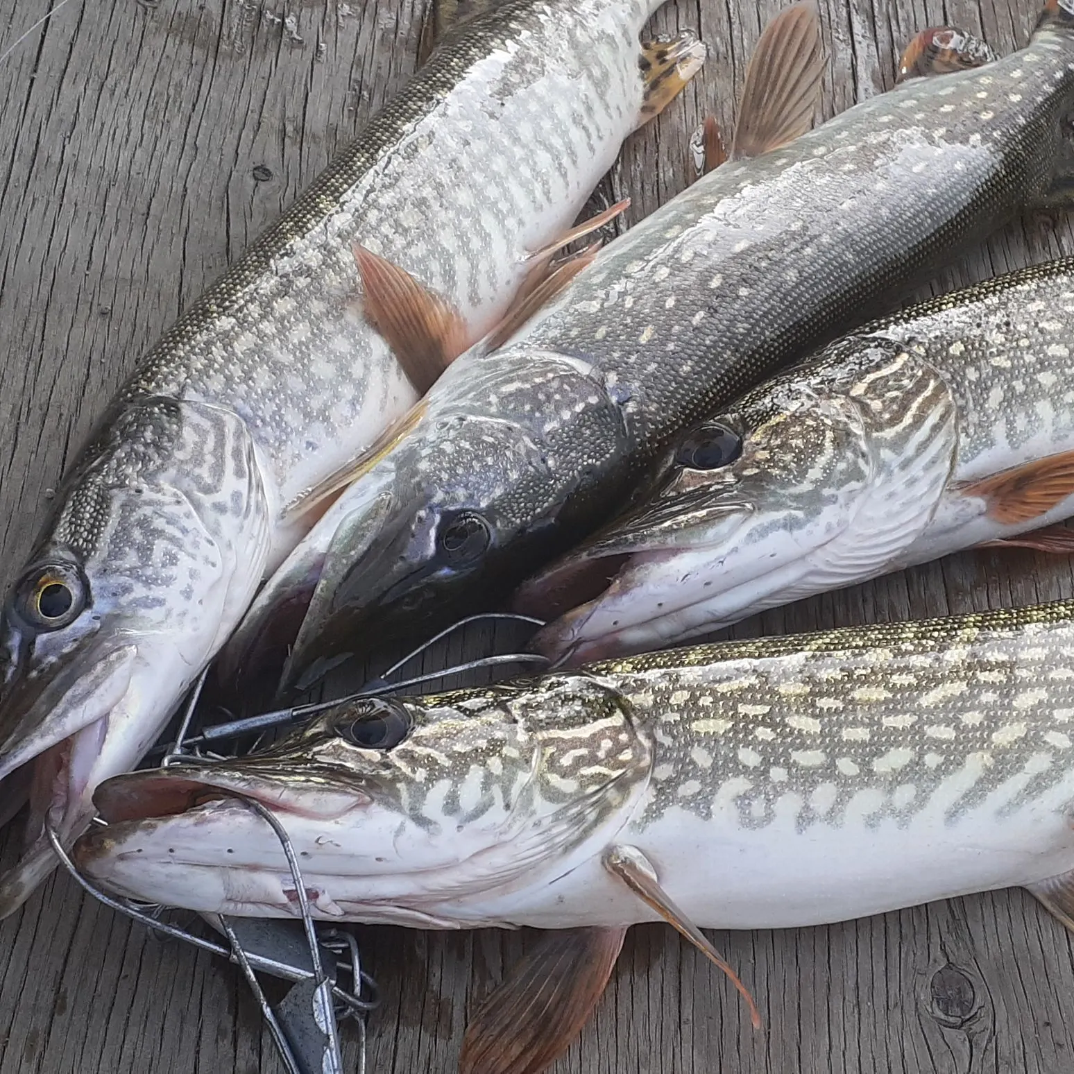 recently logged catches
