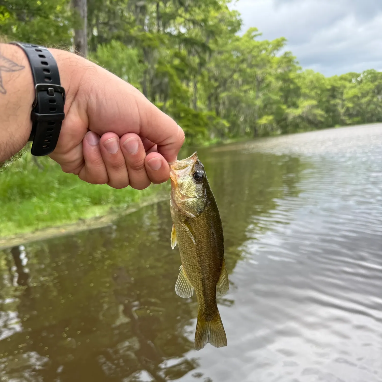 catch