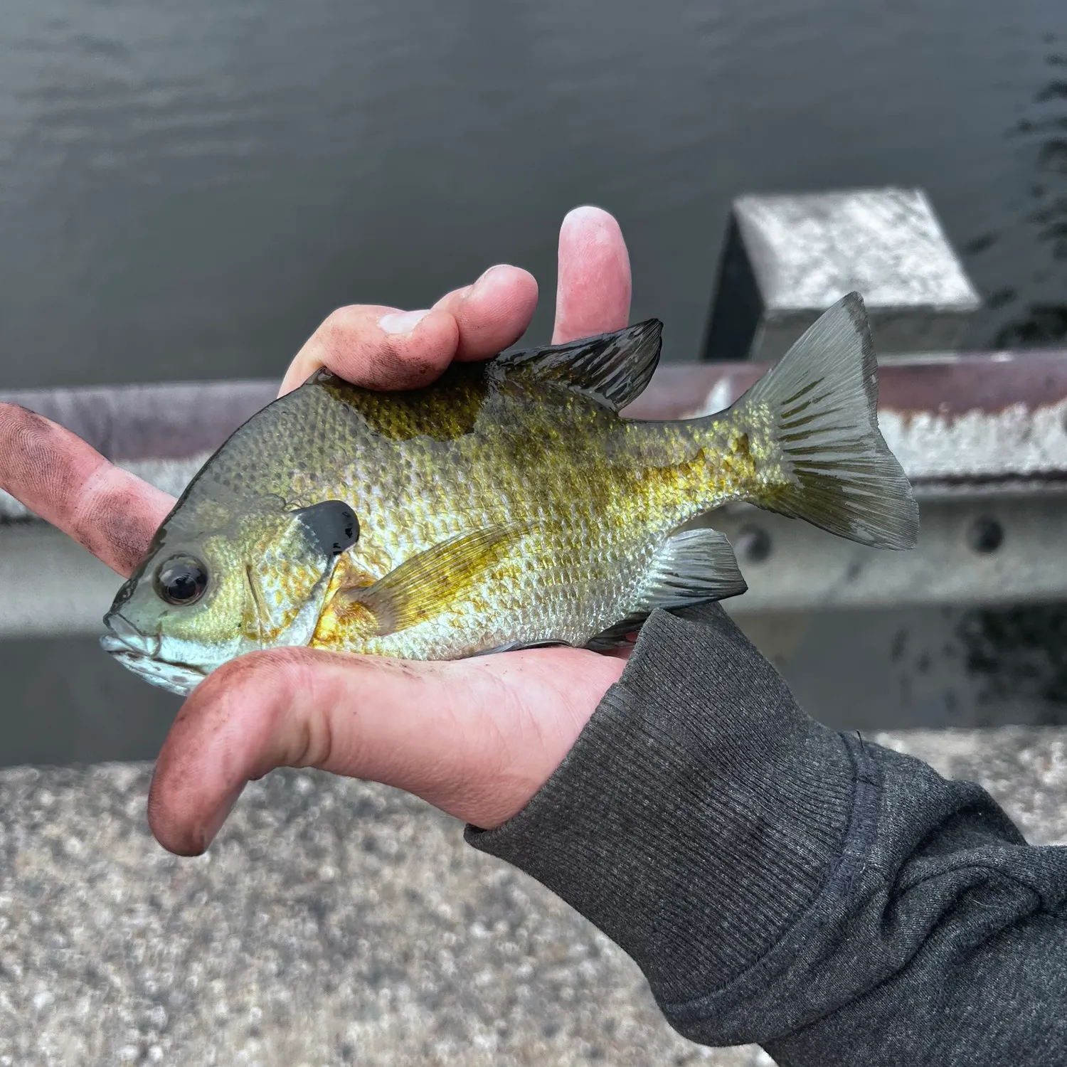 Bluegill caught on Fishbrain