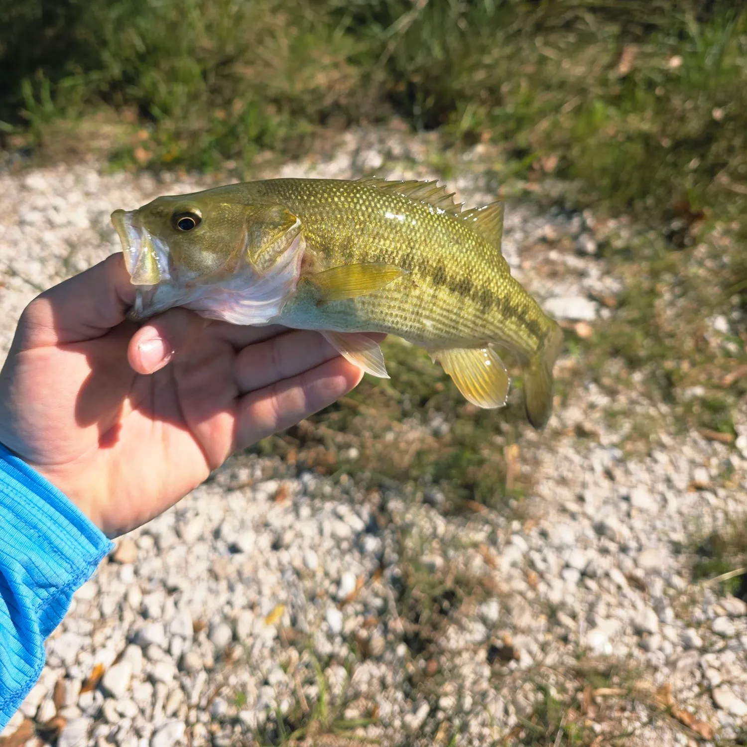 The most recent Guadalupe bass catches on Fishbrain