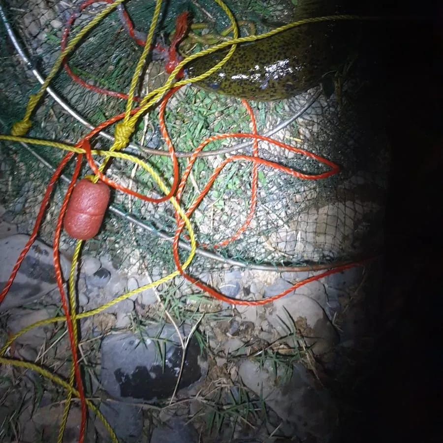 The most recent Shortfin eel catches on Fishbrain