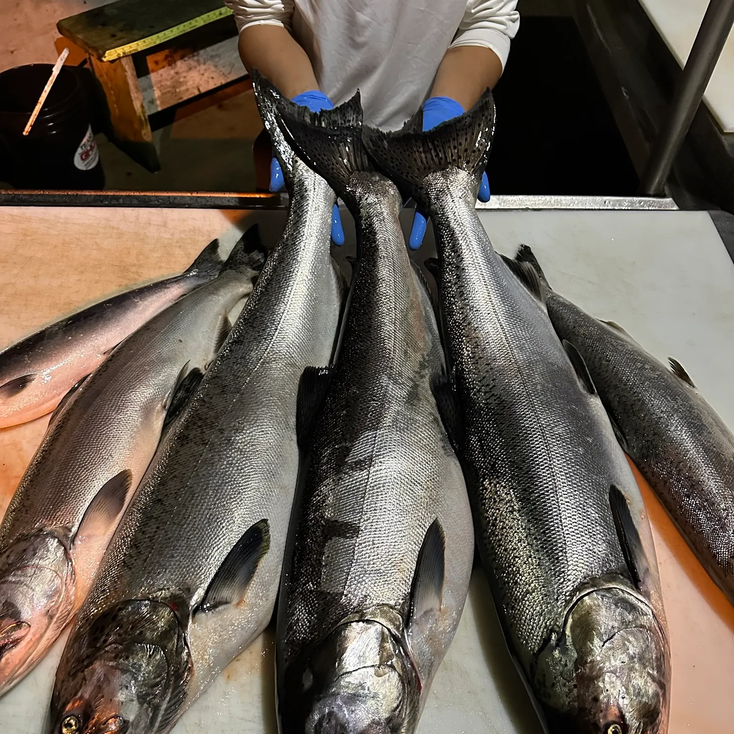 Chinook salmon caught on Fishbrain