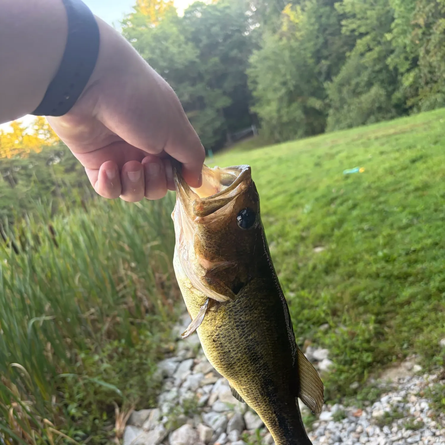 Largemouth bass caught on Fishbrain