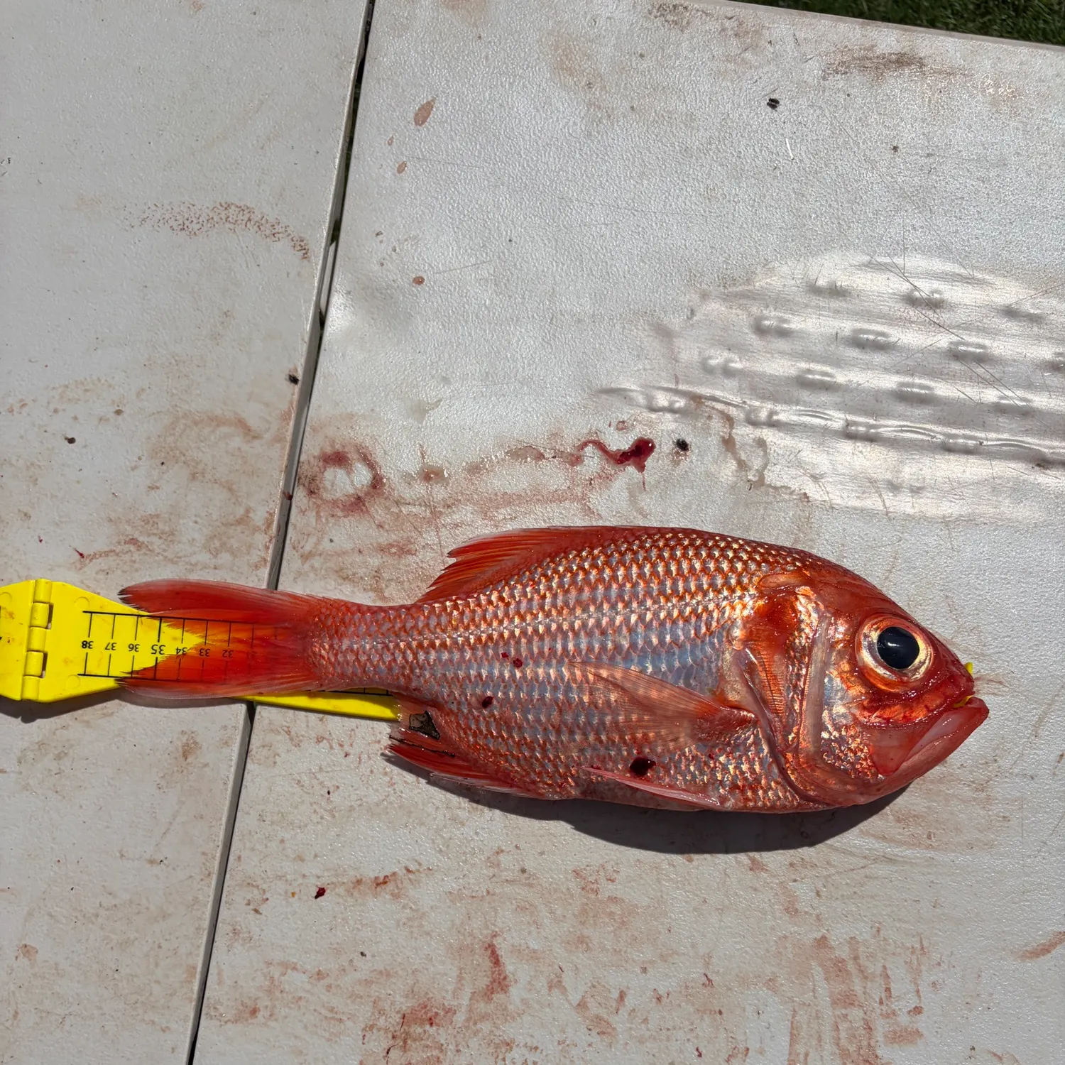 The most recent Malabar blood snapper catches on Fishbrain
