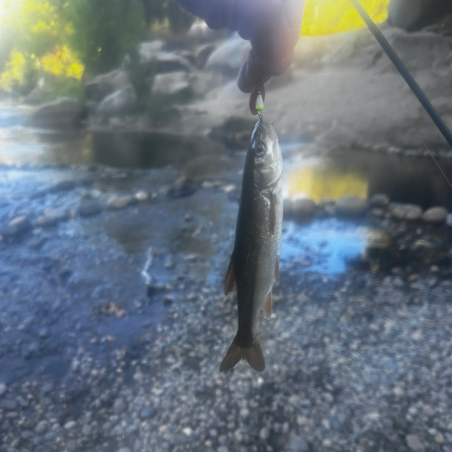 The most recent Colorado pikeminnow catches on Fishbrain