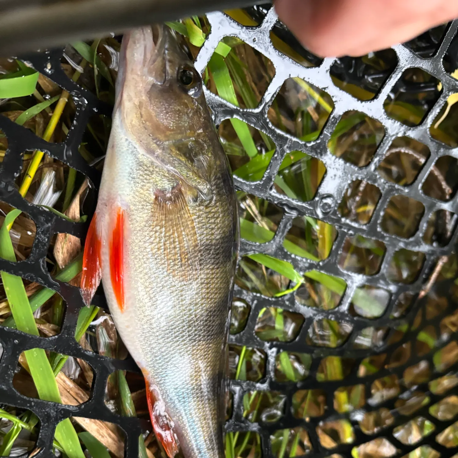 European perch caught on Fishbrain