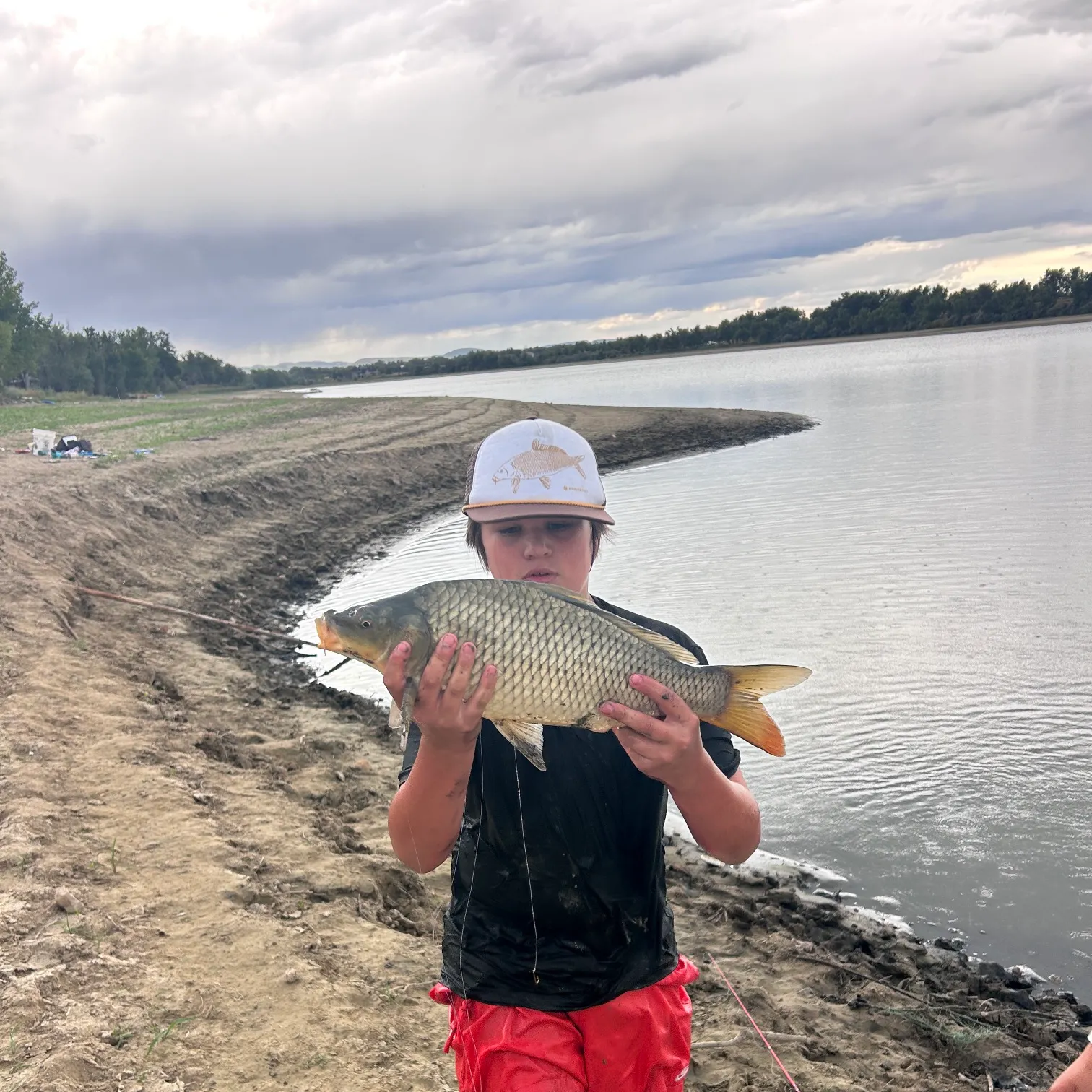 Common carp caught on Fishbrain