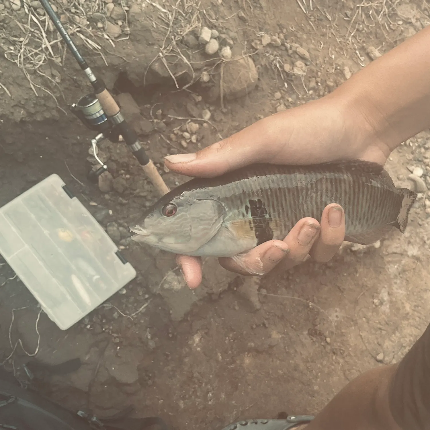 The most recent Rock wrasse catches on Fishbrain