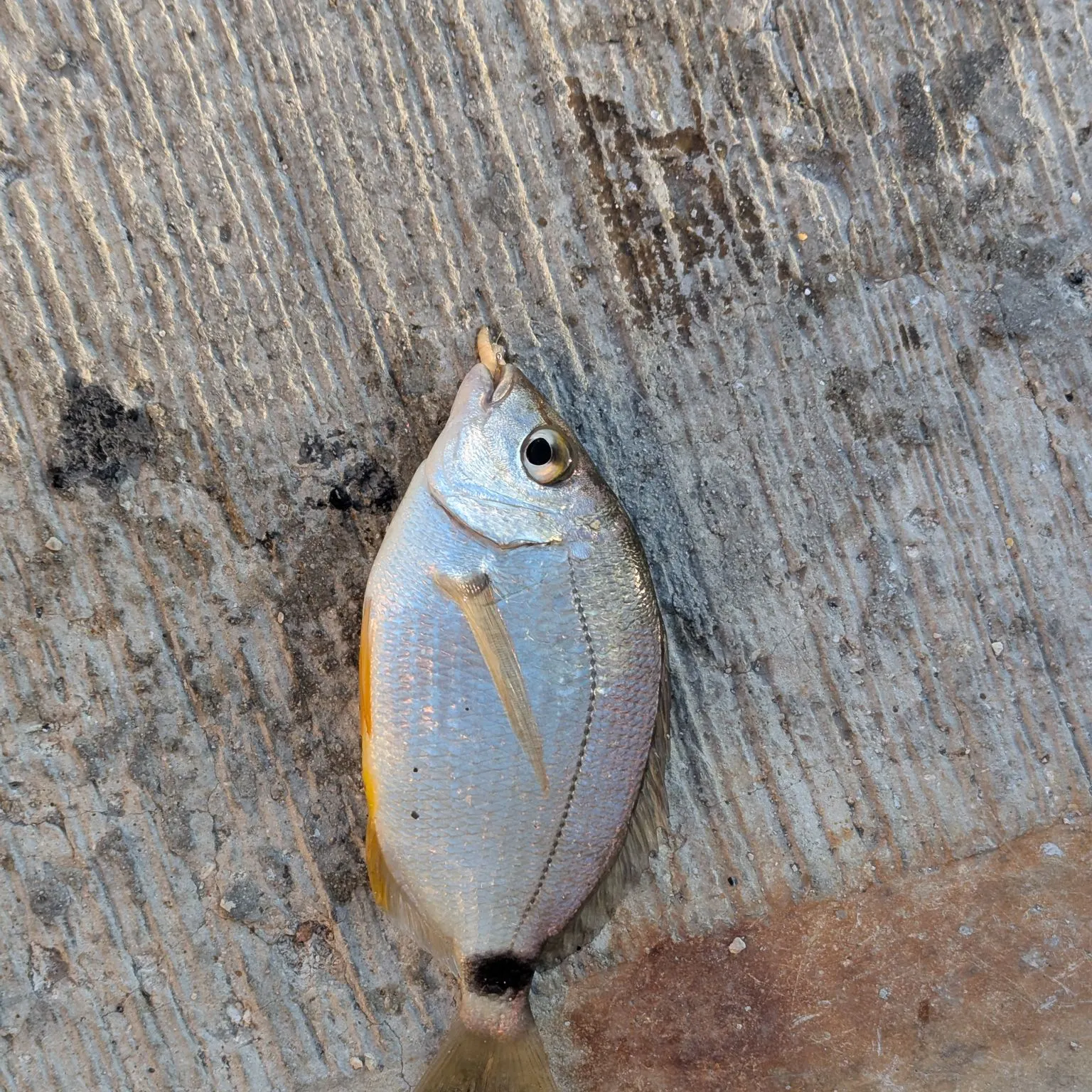 The most recent Saddled seabream catches on Fishbrain