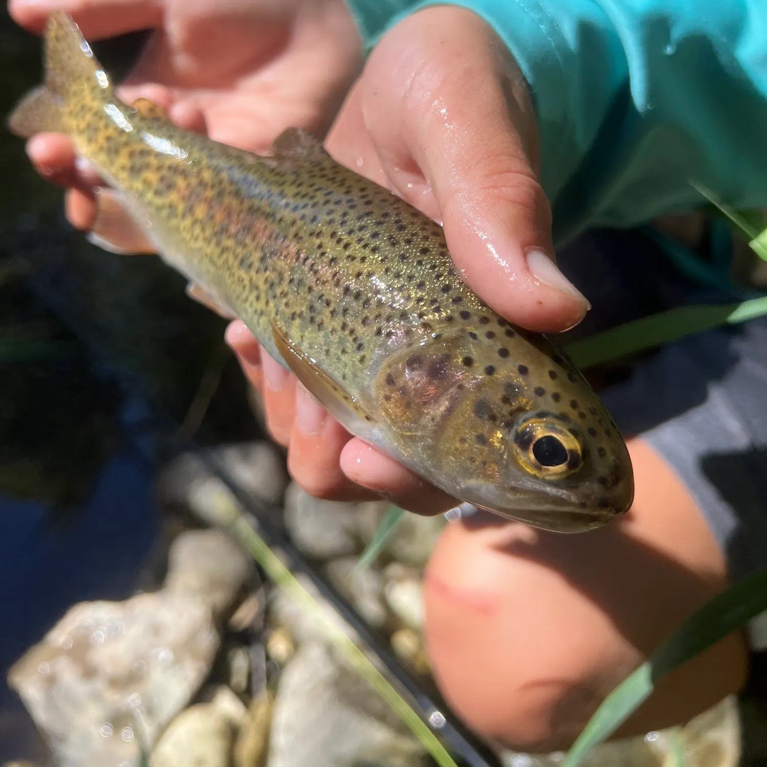 Rainbow trout caught on Fishbrain