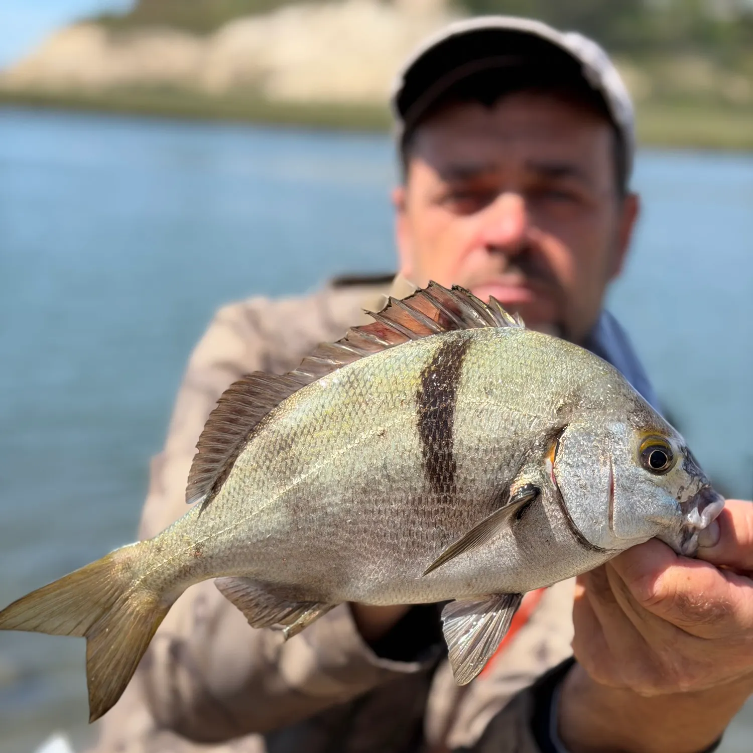 The most recent Sargo catches on Fishbrain