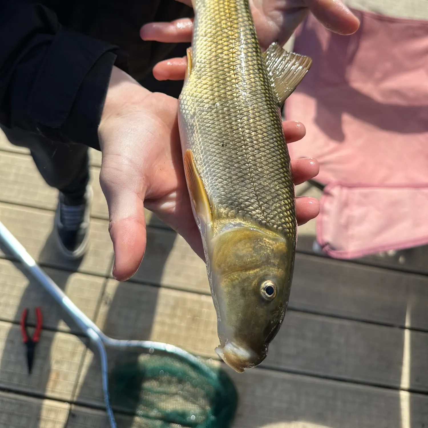 Common carp caught on Fishbrain