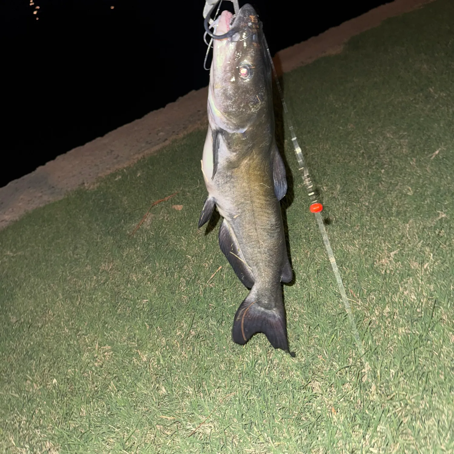 Channel catfish caught on Fishbrain