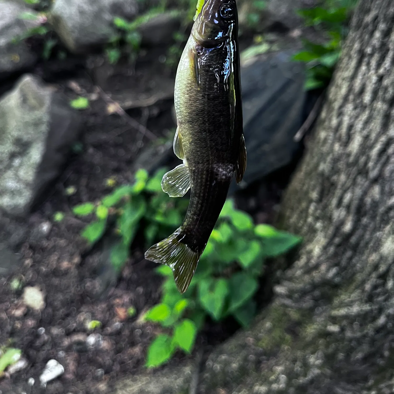 The most recent Cutlips minnow catches on Fishbrain