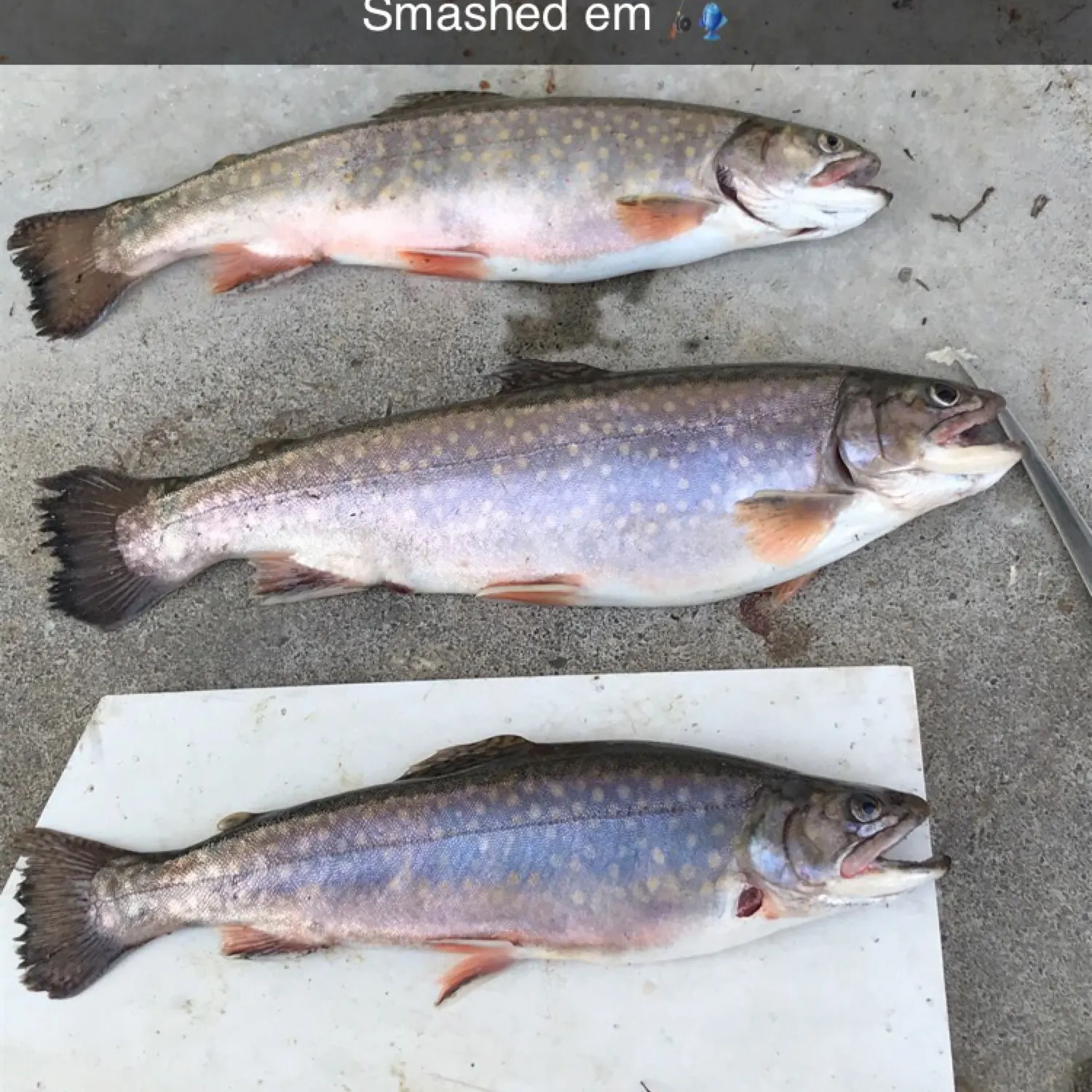 recently logged catches