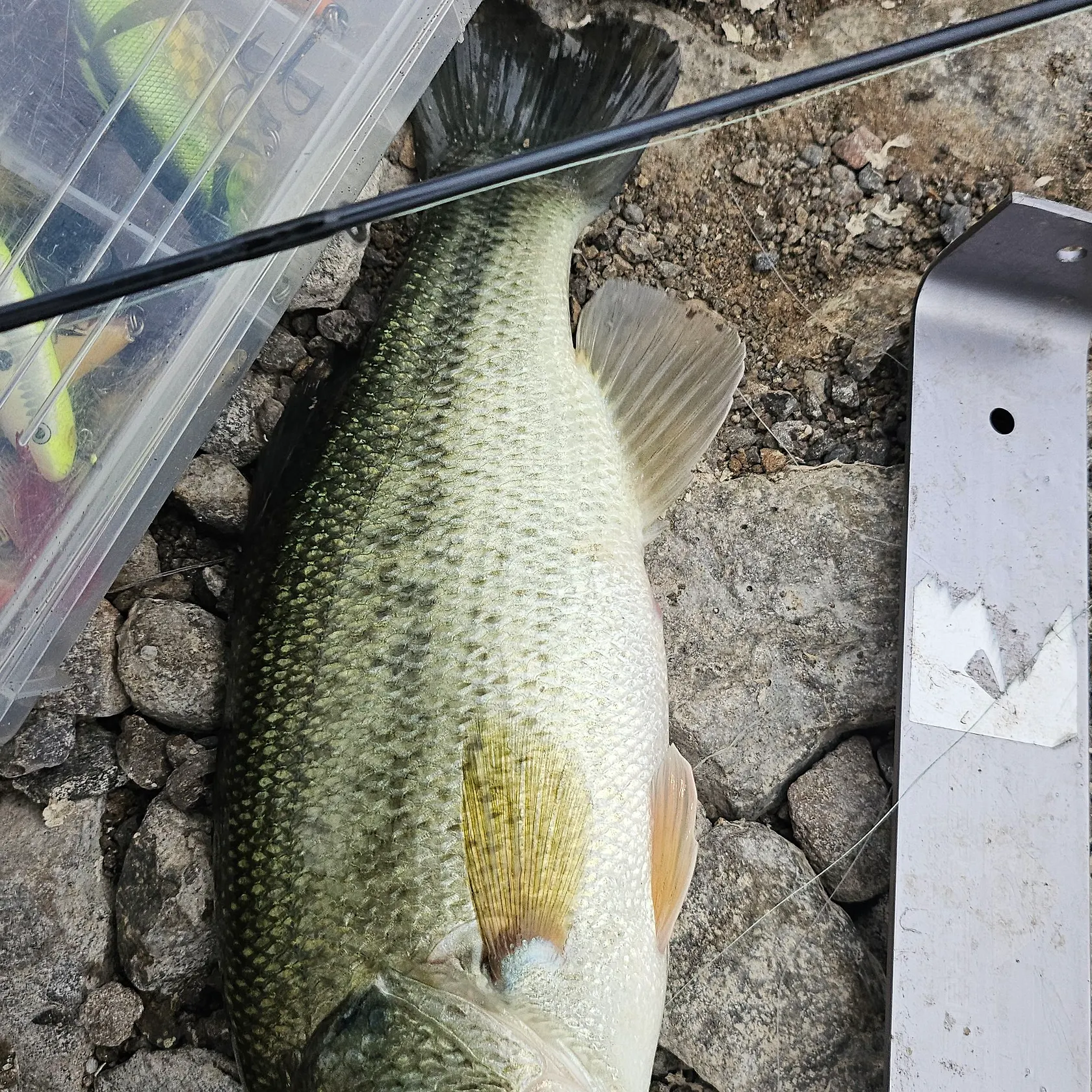 Largemouth bass caught on Fishbrain