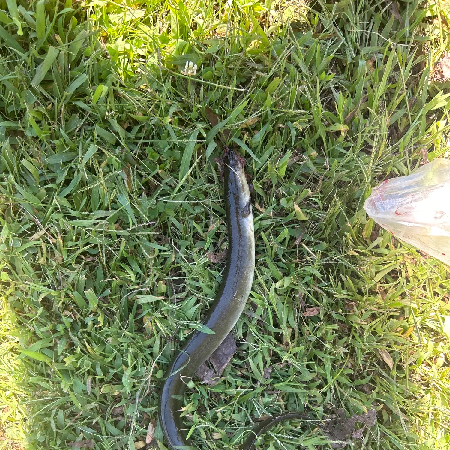 American eel caught on Fishbrain