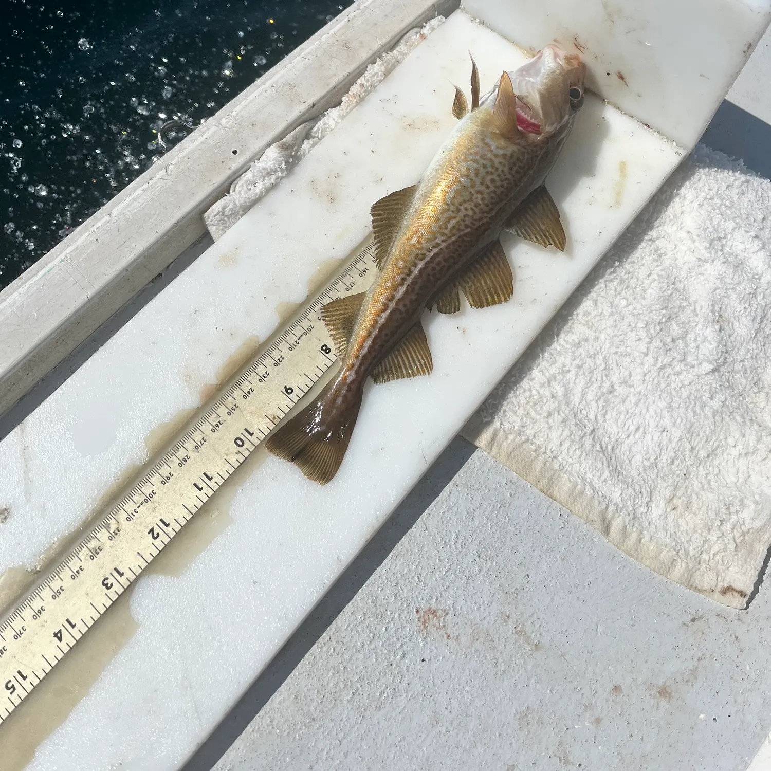 The most recent Atlantic cod catches on Fishbrain