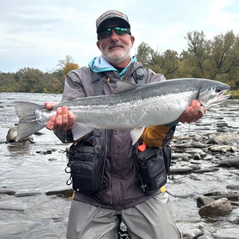 Steelhead caught on Fishbrain