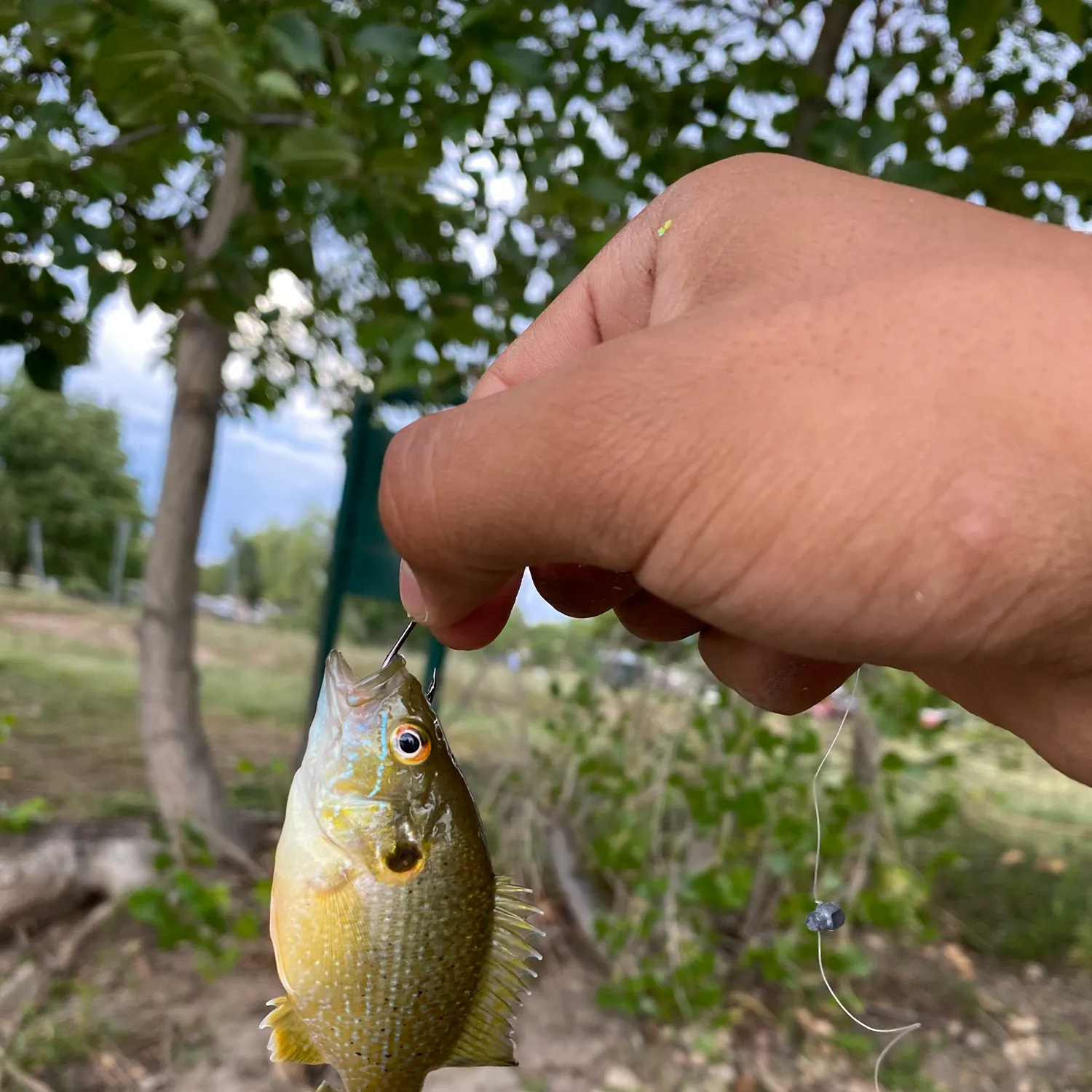 Green sunfish caught on Fishbrain