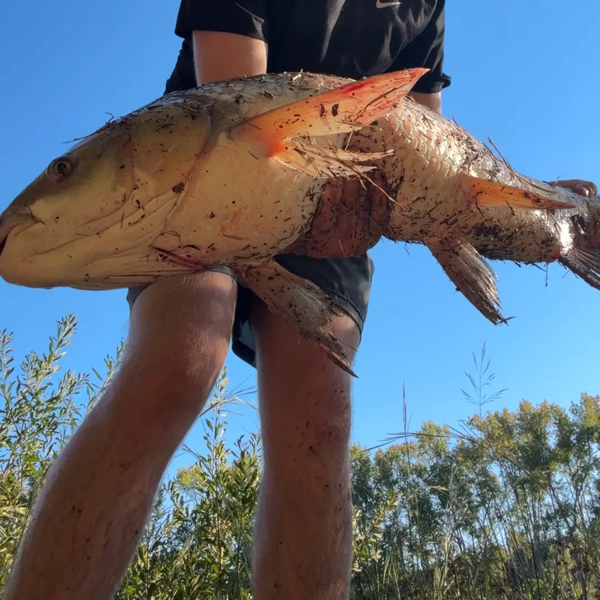 Grass carp caught on Fishbrain