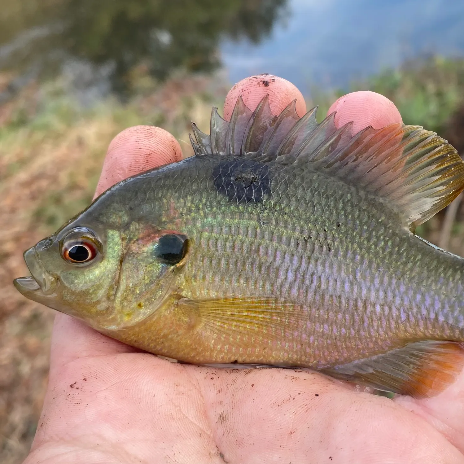 The most recent Redspotted sunfish catches on Fishbrain
