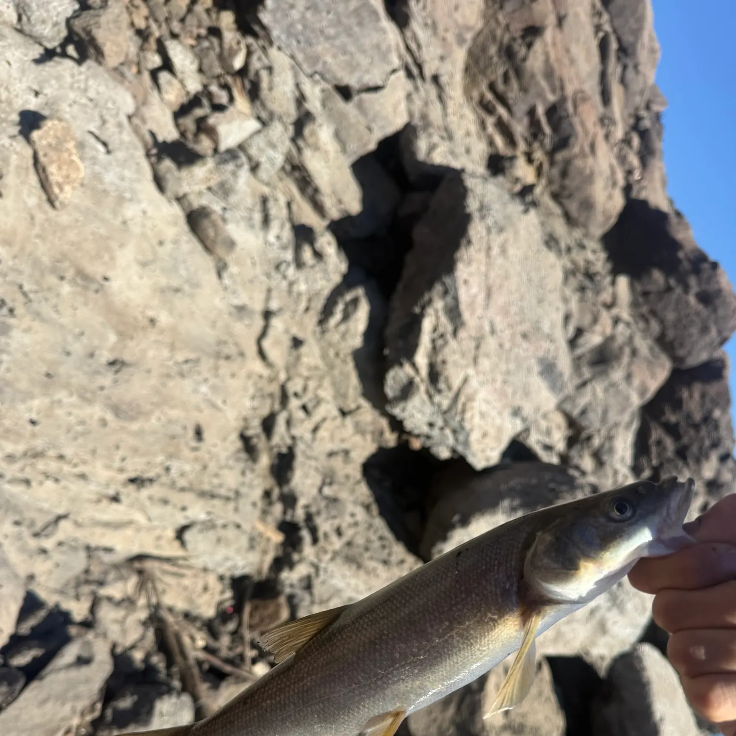 Northern pikeminnow caught on Fishbrain