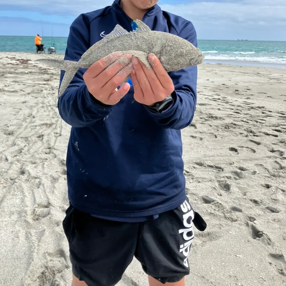 White trevally caught on Fishbrain