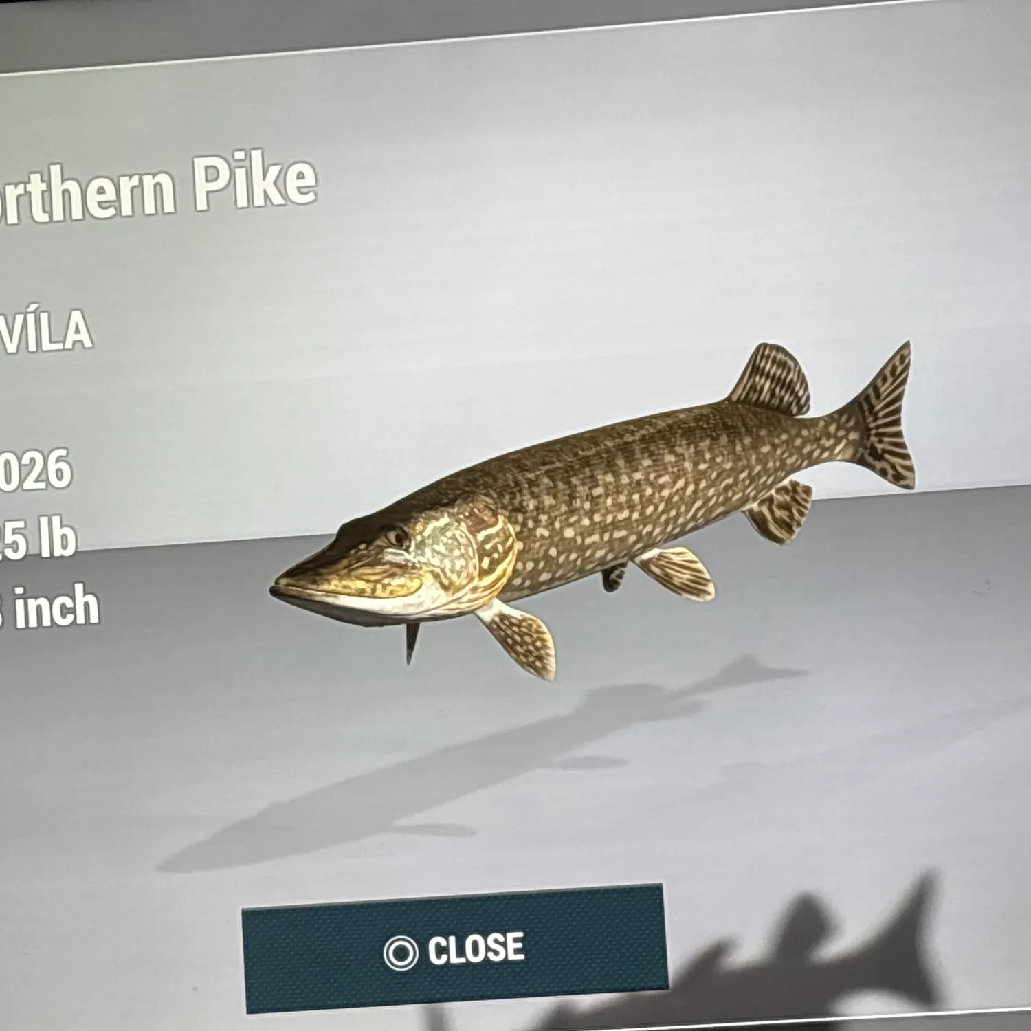 Northern pike caught on Fishbrain