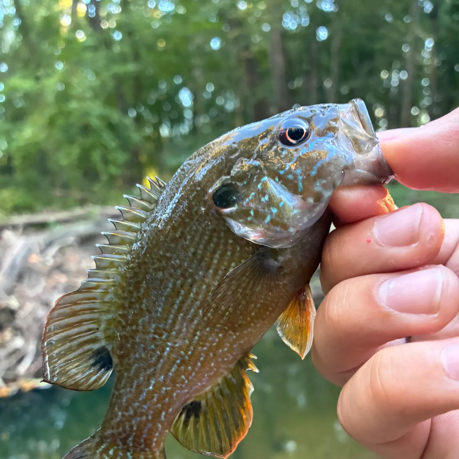 Green sunfish caught on Fishbrain