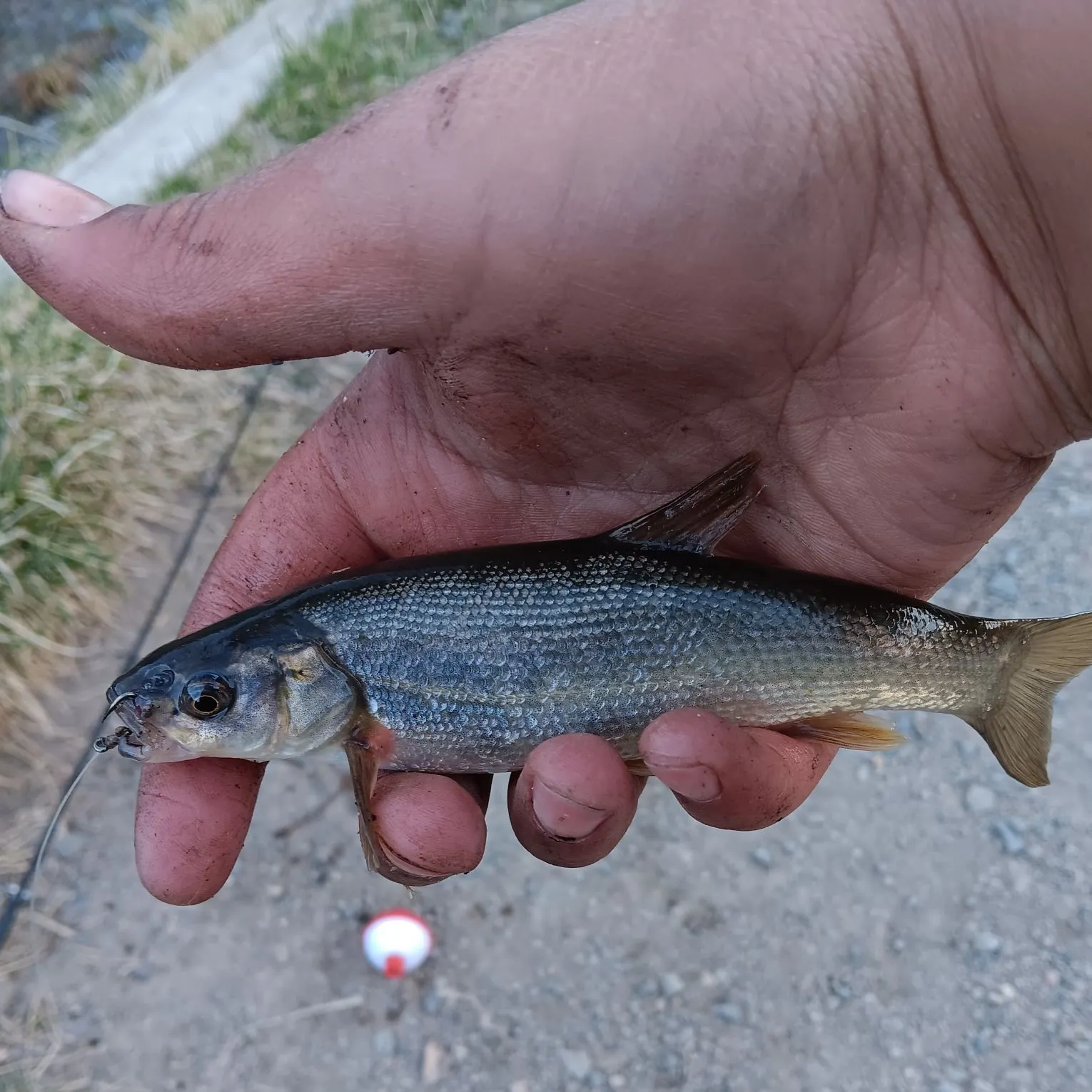 The most popular recent Rio Grande chub catch on Fishbrain