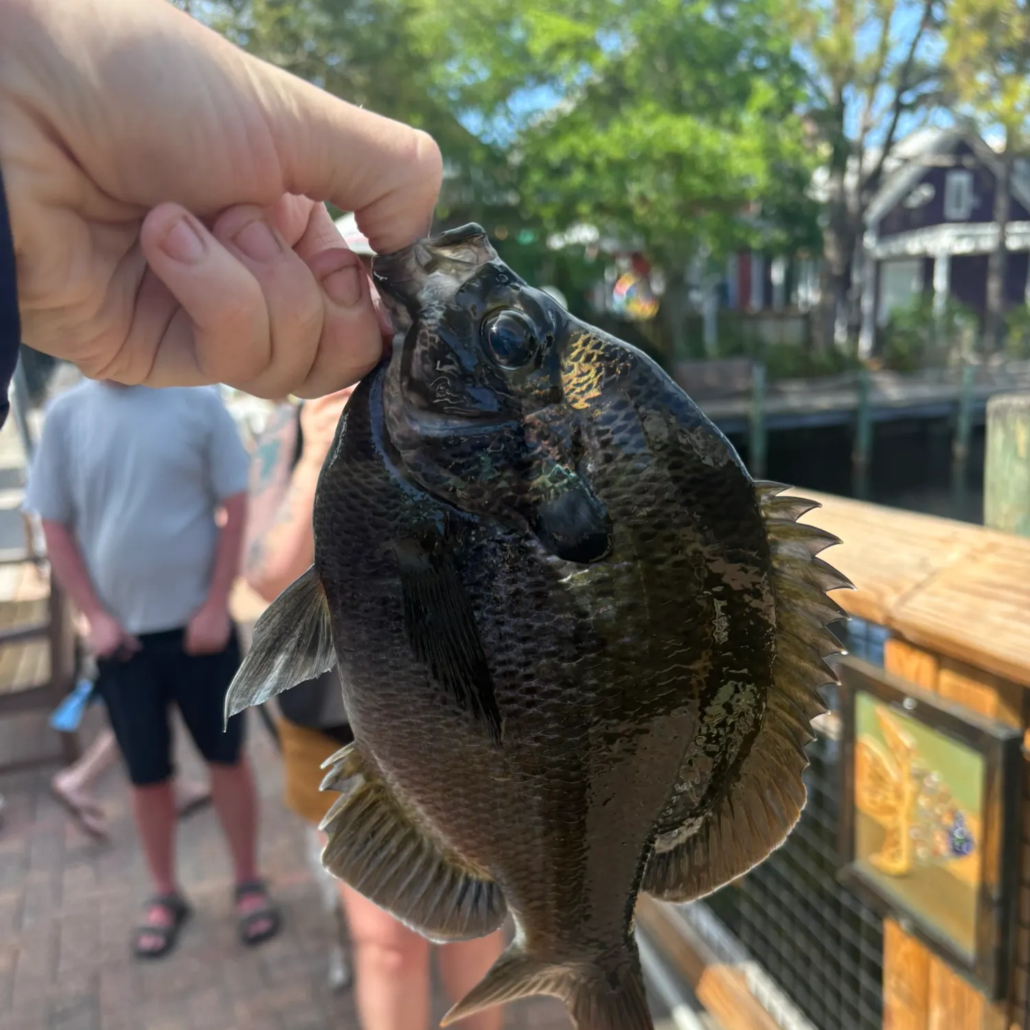 The most recent Coppernose bluegill catches on Fishbrain