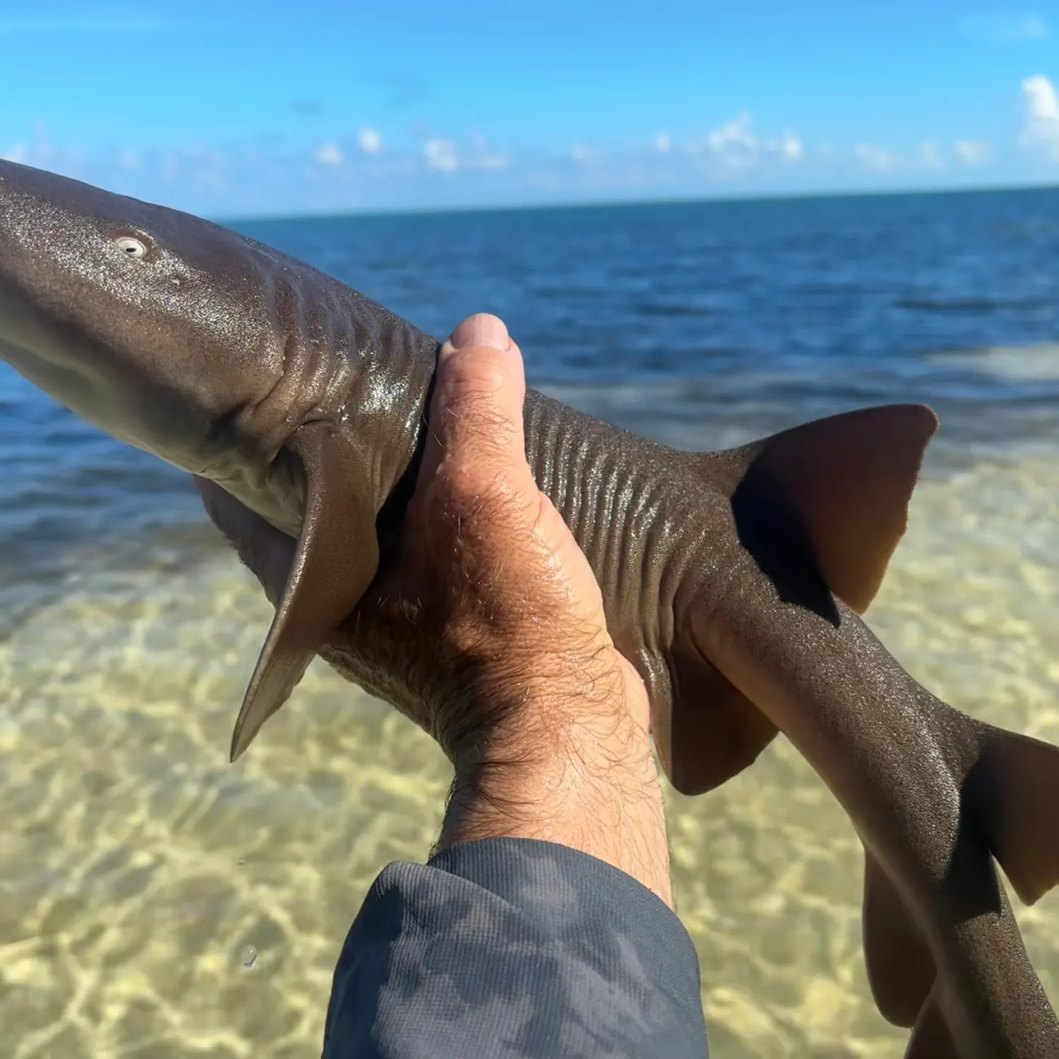 The most recent Nurse shark catches on Fishbrain