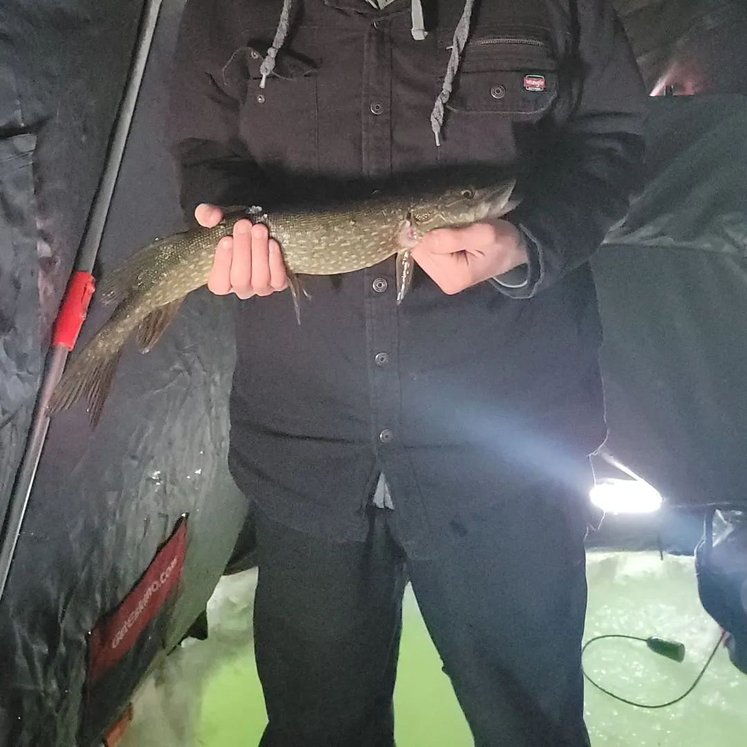 The most recent Northern pike catches on Fishbrain